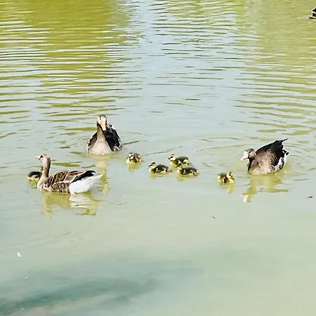 Guest house L'etang D'une Pause Samer