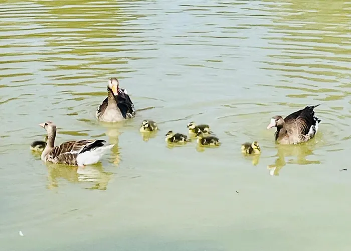 Maison d'hôtes Eden Aux Hirondelles Samer